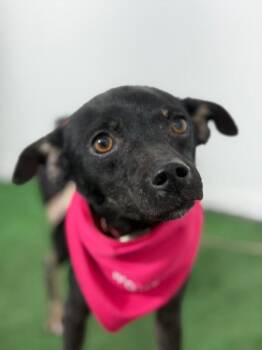 Lisa-One of our Amazing Rescue Dogs -  Greyhound and Chihuahua Dog for Adoption in Carlsbad, California - Lisa-One Of Our Amazing Rescue Dogs | PetCurious