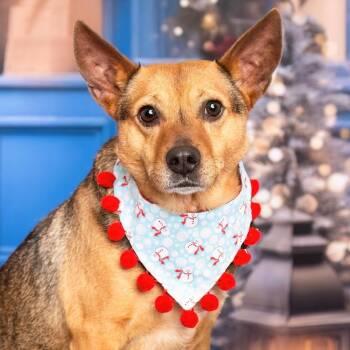 Rescue Chihuahua and Cattle Dog Dogs for Adoption in Kaufman, Texas - BRODY | PetCurious