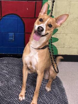 Carolina Dog and Mixed Breed Dogs Available for Adoption in Indianapolis, Indiana - SHARON | PetCurious
