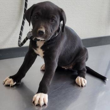 Mixed Breed Dogs Available for Adoption in Las Cruces, New Mexico - Gelato | PetCurious