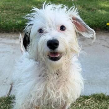 Mia -  Maltese Dog for Adoption in Newport Beach, California - Mia | PetCurious