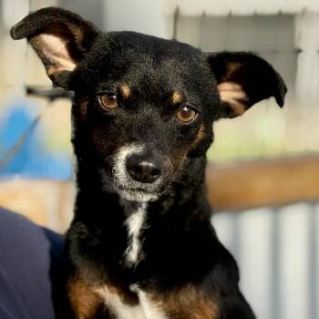 Baisley -  Mixed Breed Dog for Adoption in Hondo, Texas - Baisley | PetCurious