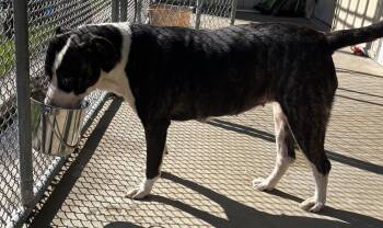 Rescue Mixed Breed Dogs for Adoption in White Cloud, Michigan - Lady | PetCurious