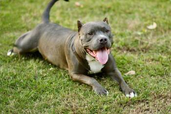 Rescue Pit Bull Terrier Dogs for Adoption in Yuba City, California - Xena | PetCurious