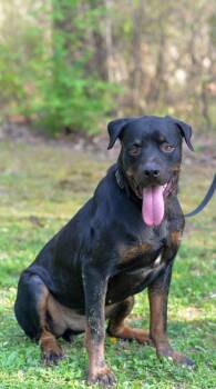 Rottweiler Dogs Available for Adoption - Snots | PetCurious