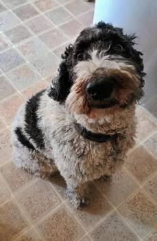 Gracie -  Sheepadoodle Dog for Adoption in Millville, Utah - Gracie | PetCurious