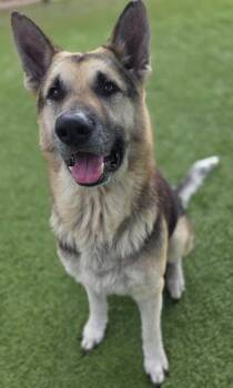 Gunther -  German Shepherd Dog Dog for Adoption in Little Elm, Texas - Gunther | PetCurious
