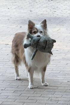 Shep -  Australian Shepherd Dog for Adoption in Valrico, Florida - Shep | PetCurious