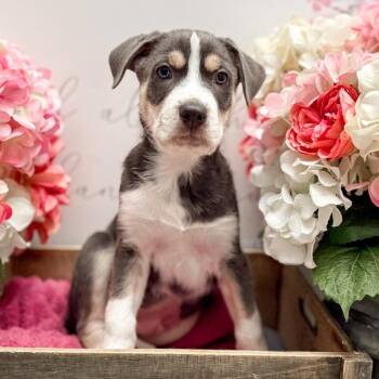 Husky and Labrador Retriever Dogs Available for Adoption - Hopper | PetCurious