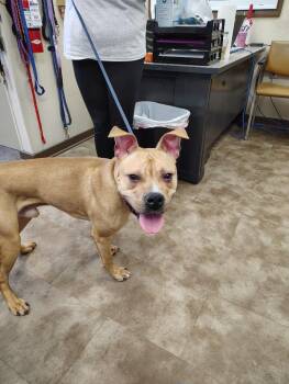 Scrappy -  Mixed Breed Dog for Adoption in Springfield, Ohio - Scrappy | PetCurious