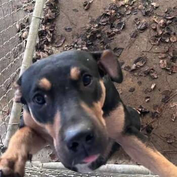 Rescue Mixed Breed Dogs for Adoption in Gadsden, Alabama - ELM 33 | PetCurious