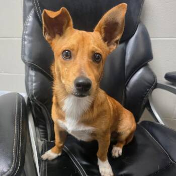 Jimmy -  Mixed Breed Dog for Adoption in Lufkin, Texas - Jimmy | PetCurious