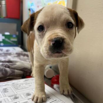 American Bulldog Dogs Available for Adoption - TUSC-Stray-83474_2_3 | PetCurious