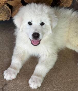 Labubu-boy -  Great Pyrenees Dog Available for Adoption in Kiowa, Oklahoma - Labubu-boy | PetCurious