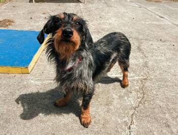 Dachshund Dogs Available for Adoption in Mckinleyville, California - HARRIET | PetCurious