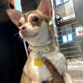 Bambi -  Chihuahua Dog for Adoption in Philadelphia, Pennsylvania - Bambi | PetCurious