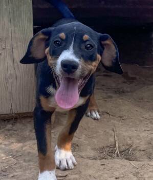 Jake - hound litter of 9 -  Hound Dog for Adoption in Horn Lake, Mississippi - Jake - Hound Litter Of 9 | PetCurious