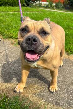 Lila -  Mixed Breed Dog for Adoption in Cincinnati, Ohio - Lila | PetCurious