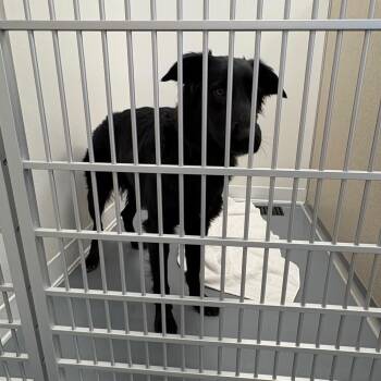 River -  German Shepherd Dog and Black Labrador Retriever Dog for Adoption in Rifle, Colorado - River | PetCurious