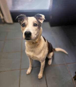 Evangeline -  Mixed Breed Dog for Adoption in Nashville, Tennessee - Evangeline | PetCurious