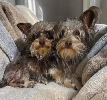 Yorkshire Terrier and Mixed Breed Dogs Available for Adoption in Malvern, Pennsylvania - Oliver | PetCurious