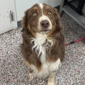 Mixed Breed and Australian Shepherd Dogs Available for Adoption in Salt Lake City, Utah - Fritz | PetCurious