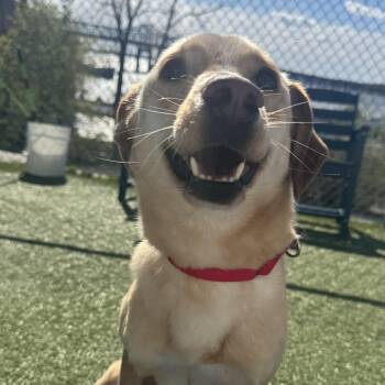 German Shepherd Dog Dogs Available for Adoption in Fall River, Massachusetts - Mia | PetCurious