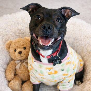 Pit Bull Terrier Dogs Available for Adoption - Polly Pocket - Current Pups For Parole Student! | PetCurious