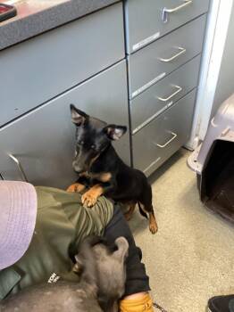 Lola -  Chihuahua Dog for Adoption in Bloomington, Indiana - Lola | PetCurious