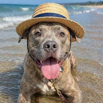 Hound Dogs Available for Adoption in Palm Harbor, Florida - Tiger | PetCurious