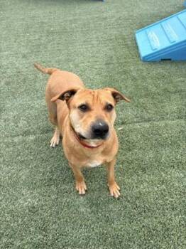 Rhodesian Ridgeback and Mixed Breed Dogs Available for Adoption in Fort Worth, Texas - Iceman | PetCurious