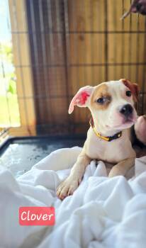 Rescue Mixed Breed Dogs for Adoption in Salamanca, New York - Clover | PetCurious