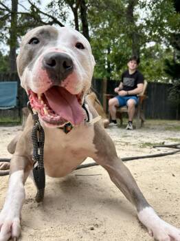 Rescue Pit Bull Terrier Dogs for Adoption in Southern Pines, North Carolina - Archer | PetCurious