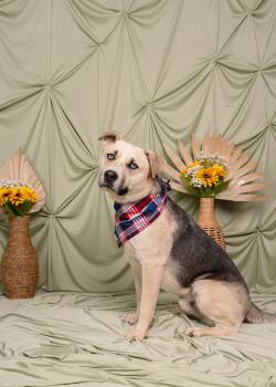 Husky Dogs Available for Adoption in Santa Monica, California - Victor | PetCurious