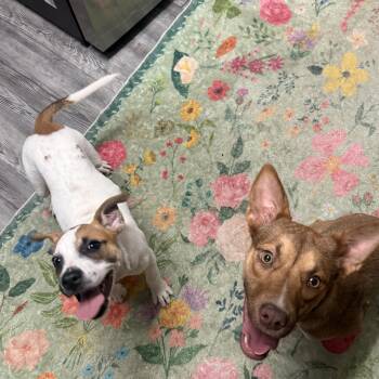 Violet -  Jack Russell Terrier and Cattle Dog Dog for Adoption in Choctaw, Oklahoma - Violet | PetCurious