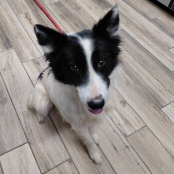 Rescue Border Collie Dogs for Adoption in Henderson, Kentucky - Gunner | PetCurious