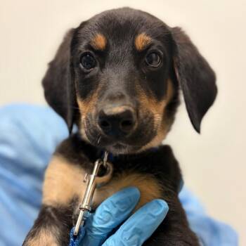 Lillian -  Mixed Breed Dog for Adoption in Charleston, West Virginia - Lillian | PetCurious