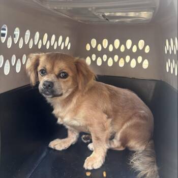 McBean -  Mixed Breed Dog for Adoption in Freeport, Florida - McBean | PetCurious