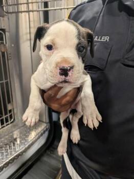JIMBO -  Pit Bull Terrier and Mixed Breed Dog for Adoption in Dayton, Ohio - JIMBO | PetCurious