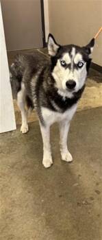 MAYA -  Siberian Husky Dog for Adoption in Ontario, California - MAYA | PetCurious