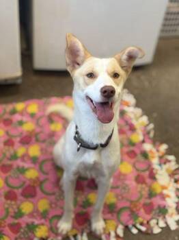 SKYLAR -  Siberian Husky Dog for Adoption in Fernandina Beach, Florida - SKYLAR | PetCurious