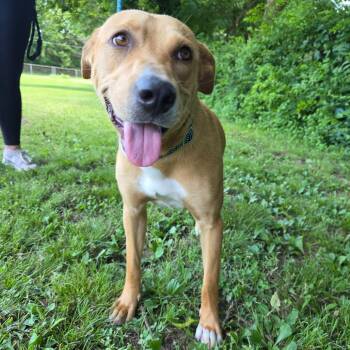 Luna -  Labrador Retriever Dog for Adoption in Tulsa, Oklahoma - Luna | PetCurious