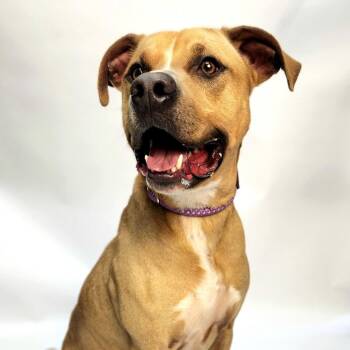 Rescue Pit Bull Terrier Dogs for Adoption in Franklin, North Carolina - Marshall | PetCurious