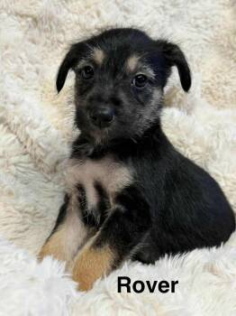 Chihuahua and Schnauzer Dogs Available for Adoption - Rover *Arriving 2/7* | PetCurious