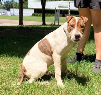 Rescue Mixed Breed Dogs for Adoption in Jackson, Tennessee - Chico | PetCurious