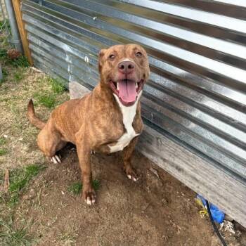 Pit Bull Terrier and Mixed Breed Dogs Available for Adoption - Blush | PetCurious