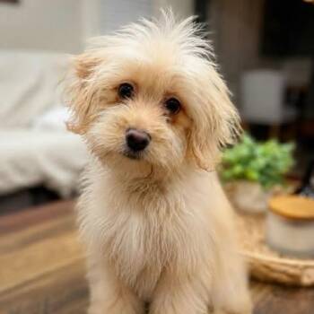 Kiwi -  Miniature Poodle and Miniature Dachshund Dog for Adoption in Alma, Wisconsin - Kiwi | PetCurious