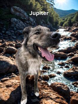 Rescue Husky Dogs for Adoption in San Luis, Colorado - Jupiter | PetCurious