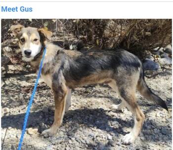 Gus -  Siberian Husky Dog for Adoption in Salt Lake City, Utah - Gus | PetCurious