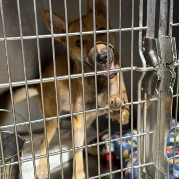Sable -  Shepherd and Mixed Breed Dog for Adoption in Fort Smith, Arkansas - Sable | PetCurious